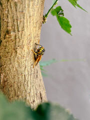Wasp insect clinging to a tree trunk in nature