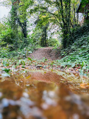Close Up of Puddle on Forest Dirt Path with Reflections