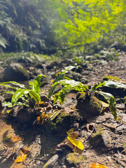 Backlit Fern Plants on Mossy Stones in Forest Creek