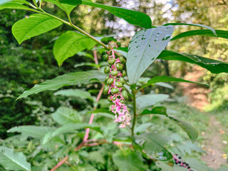 Close Up of Unripe Pokeweed Berries on Pink Stem