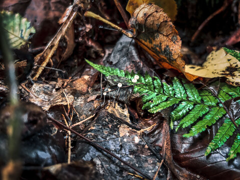 Macro Shot of Tiny White Mushrooms on Forest Floor Leaves
