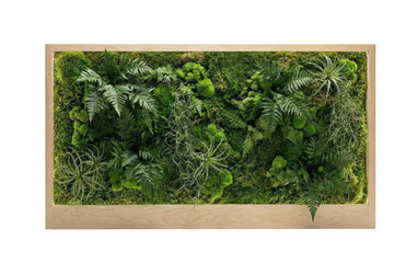 Preserved moss and fern plant wall in wooden frame. Biophilic office decor.