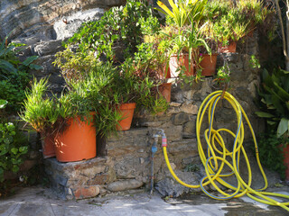 Terracotta clay pots and hose for watering outside with succulents in courtyard. Small garden near house. Old traditional houses in Liguria. Cinque Terre and stone building in Vernazza. 
