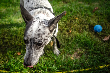 Obraz premium spotted dog