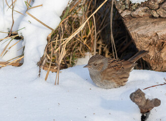 Dunnock, Prunella modularis. A bird stands in the snow, looking for food
