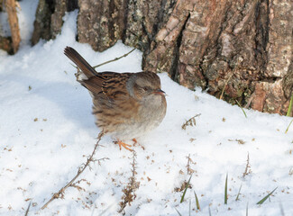 Dunnock, Prunella modularis. A bird stands on the snow, eating plant seeds