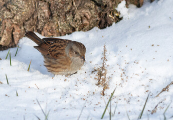 Dunnock, Prunella modularis. A bird stands on the snow, eating plant seeds
