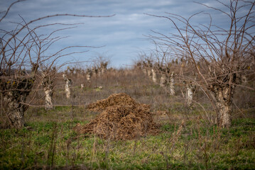 Elderberry tree in the field