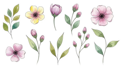 Flowers and leaves set, floral watercolor illustration for greeting card, invitation and other printing design. Isolated on white. Hand drawing.