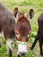 Fototapeta premium Giovane asino marrone in piedi sull'erba