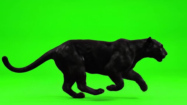 Majestic Black Panther Running Gracefully on Green Screen