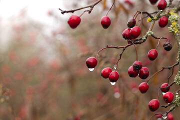 Red berries in autumn, water drops on red fruits