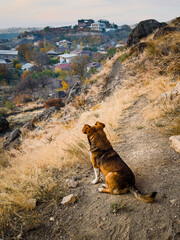 A dog sits on a mountain trail, against the backdrop of a mountain valley and green forest. The dog is framed by autumn mountains and a blue sky. High quality photo