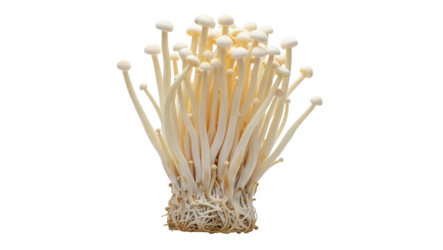 Enoki mushrooms isolated PNG, also known as enokitake or golden needle mushroom, a cultivated edible fungus on transparent background