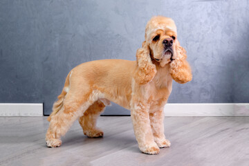 Cocker spaniel standing on a gray background after grooming. the concept of pet care.animals