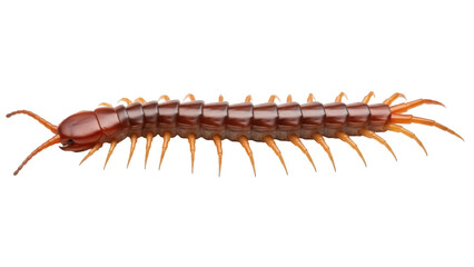 Brown centipede isolated PNG on transparent background, venomous insect with many legs for...