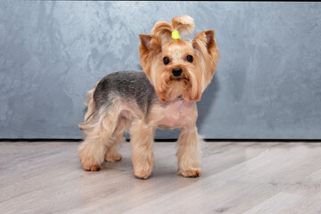 a Yorkshire Terrier stands on the floor against a gray background. A pigtail is tied on the dog's head