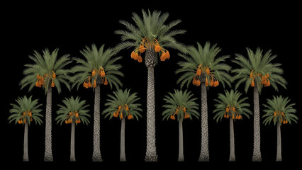 A group of palm trees with orange fruits on black background