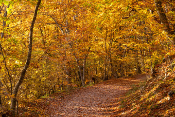 Obraz premium Autumn forest pathway in vibrant golden woods bathed in warm sunlight, creating a serene tranquil natural landscape
