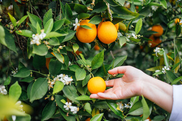 Hand reaching for ripe orange fruit among lush green leaves and delicate white blossoms, showcasing the beauty of nature and the joy of harvesting fresh produce