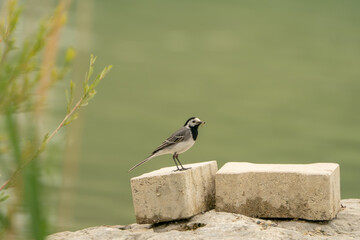Bachstelze (Motacilla alba) steht auf Betonblock am Wasserufer, mit Insekt im Schnabel....