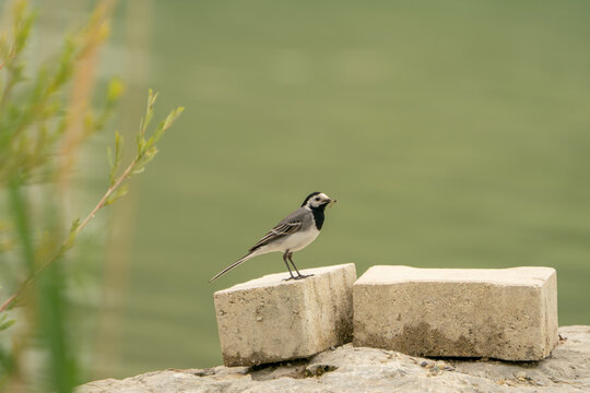 Bachstelze (Motacilla alba) steht auf Betonblock am Wasserufer, mit Insekt im Schnabel. Minimalistische Tieraufnahme mit weichem Bokeh und viel Copyspace.