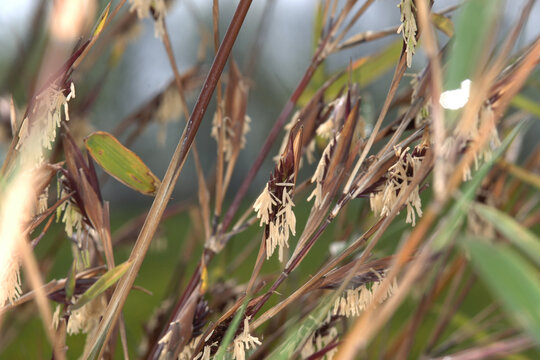 Bambus,  Bambus oldhamii