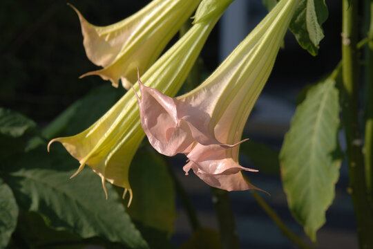 Engelstrompete, Brugmansia suaveolens