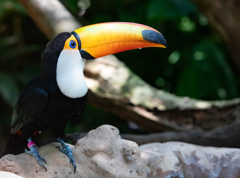 Toco toucan with large colorful beak perched in tropical rainforest