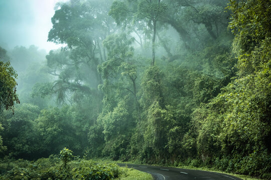 Misty rainforest mountain road between Huamarca and Salta Argentina