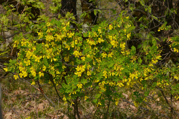 Strauchkronwicke, Hippocrepis emerus