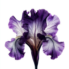 A stunning iris flower showcases its deep purple hues and delicate translucent petals, inviting awe Generative AI