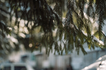 Evergreen branches with soft winter bokeh, outdoor background. High quality photo