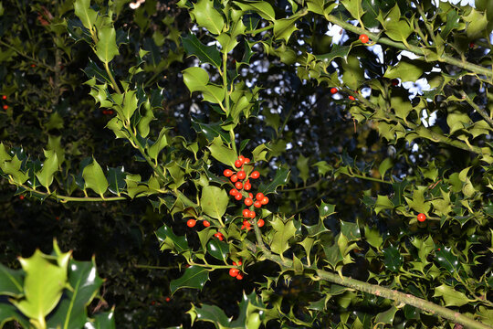 Europ&auml;ische Stechpalme, Ilex aquifolium