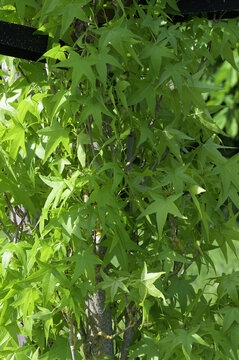 S&auml;ulen-Amberbaum, Liquidambar styraciflua, Slender Silhouette