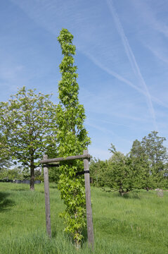 S&auml;ulen-Amberbaum, Liquidambar styraciflua, Slender Silhouette
