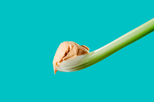 Hummus on crisp celery against turquoise background, minimal style
