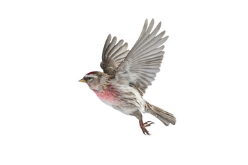 bird in flight male common redpoll (acanthis flammea) isolated on white background