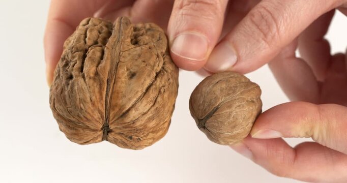 Large and small walnut in hand, close-up footage. Different varieties of walnuts. Giant walnut.