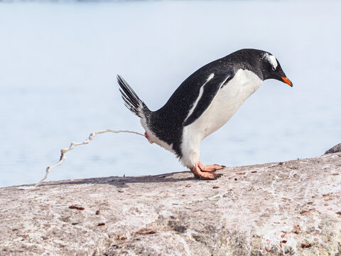 Gentoo poops over rock