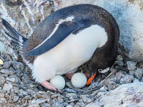 Gentoo Penguin moving second egg into position for incubating