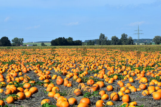 K&uuml;rbisse,  Cucurbita,  Feldanbau