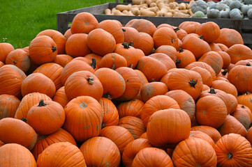 K&uuml;rbisse,  Speisek&uuml;rbis