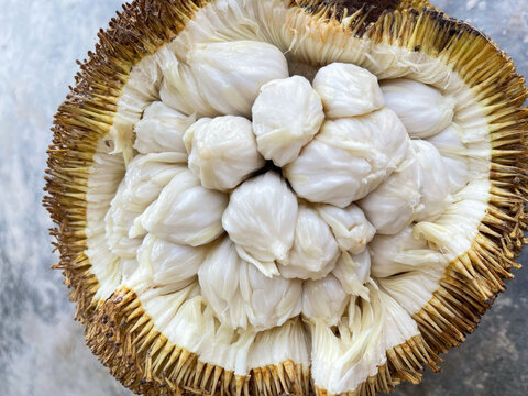 Close-up of ripe Tarap fruit showing white flesh inside spiky shell, an exotic tropical fruit native to Borneo, Sabah, Malaysia.

