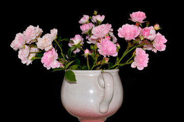 roses isolated on black background