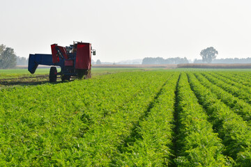 Obraz premium Möhrenernte