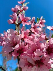 The peach tree blooms with pink flowers, cherry blossoms bloom in spring.