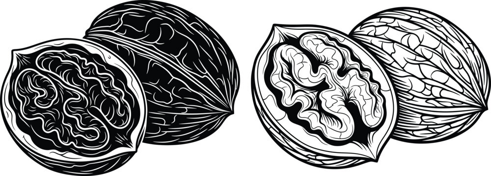 Detailed black and white vector illustration of whole and halved walnuts, showcasing their inner kernel texture