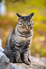 Obraz premium Cute kittens in the wild