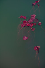Purple-red lotus leaves floating in the water